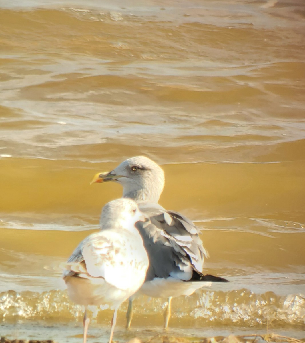 Lesser Black-backed Gull - ML644476193