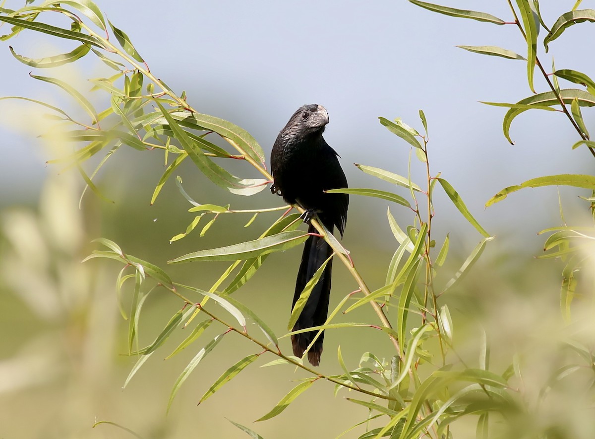 Groove-billed Ani - ML644476199