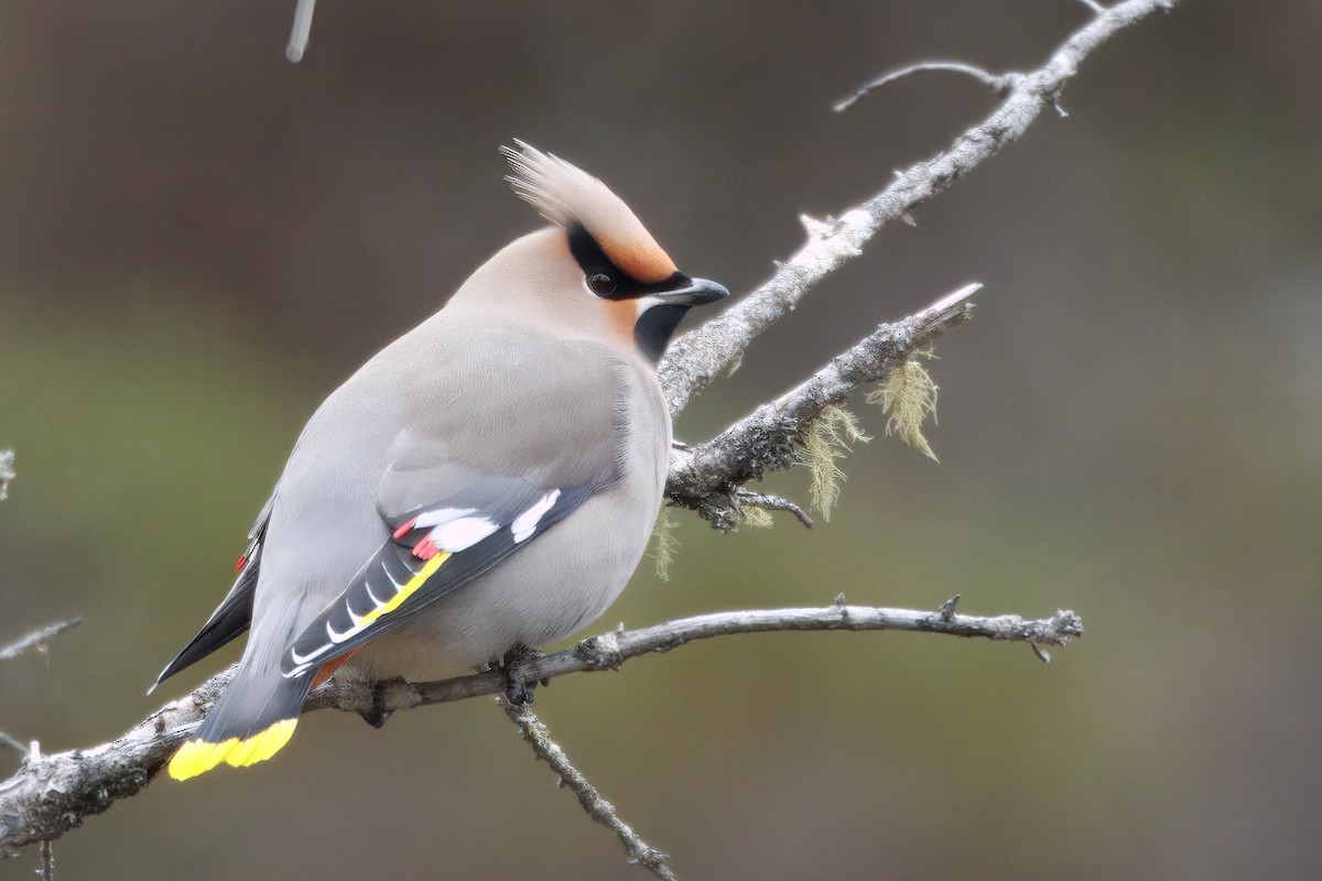 黃連雀 - ML644476202