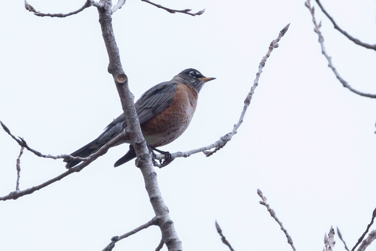 American Robin - ML644476228