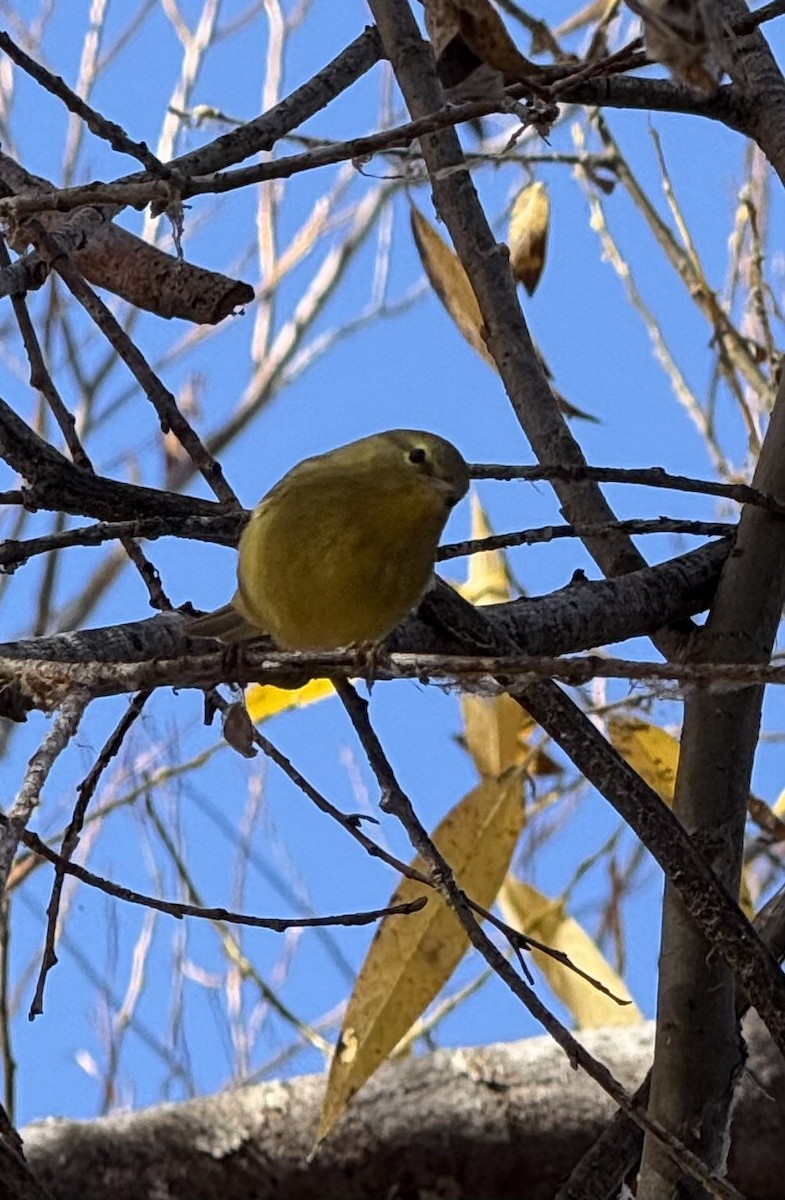 Orange-crowned Warbler - ML644476235