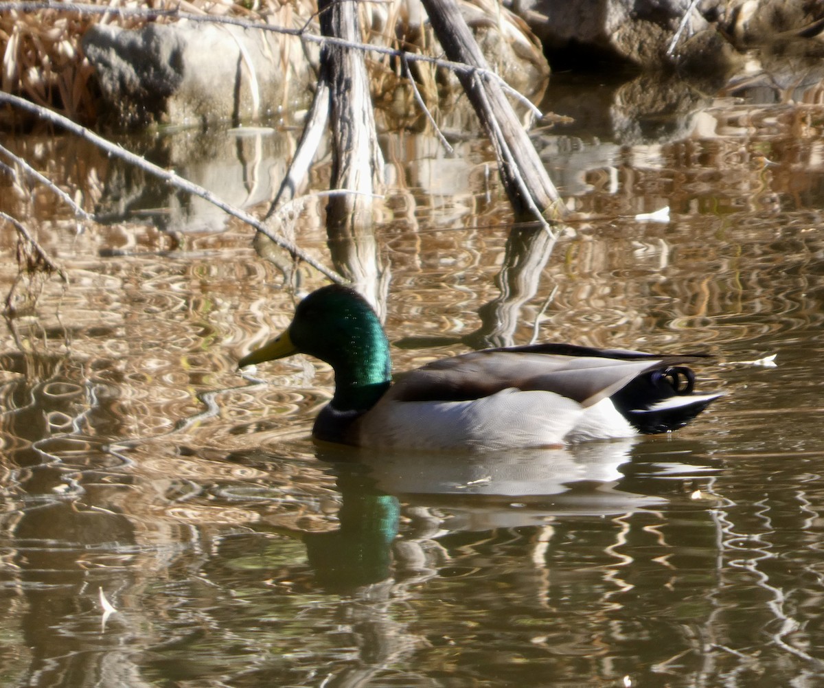 Canard colvert - ML644476238