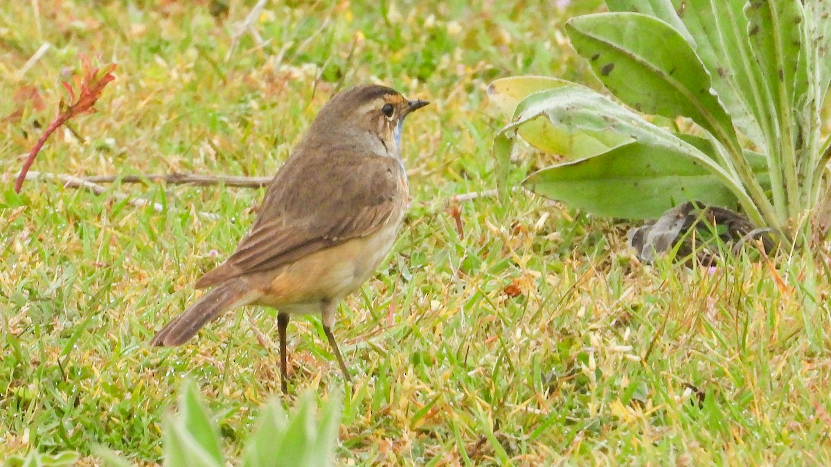 Bluethroat - ML644476239