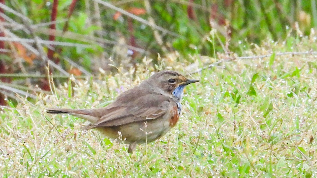 Bluethroat - ML644476240