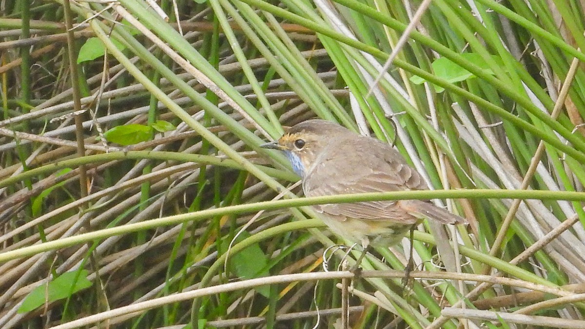 Bluethroat - ML644476241