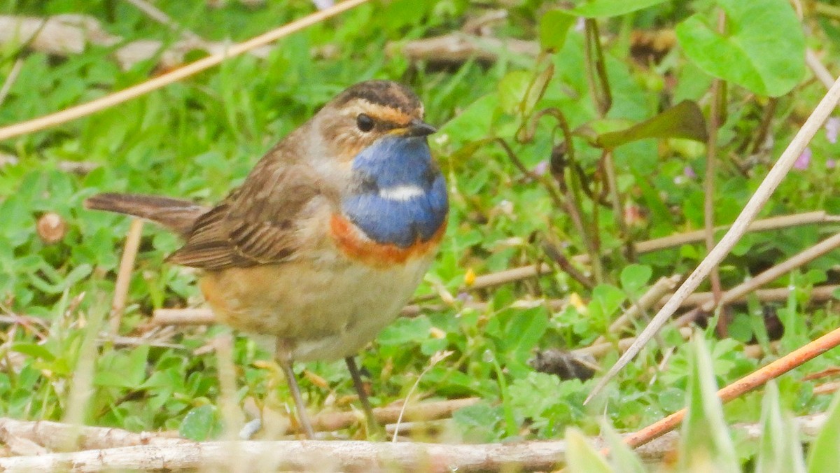 Bluethroat - ML644476242