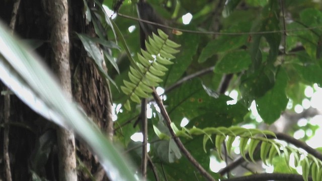 Mountain Fulvetta - ML644476251