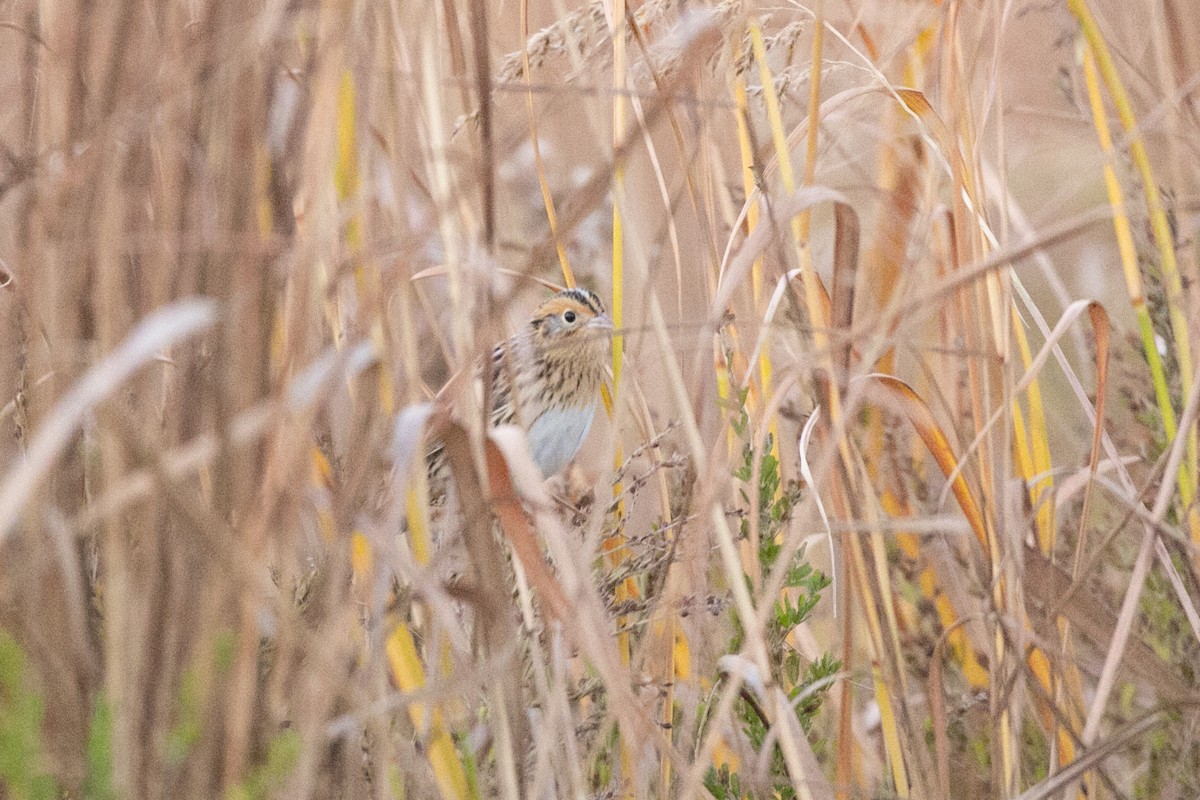LeConte's Sparrow - ML644476253
