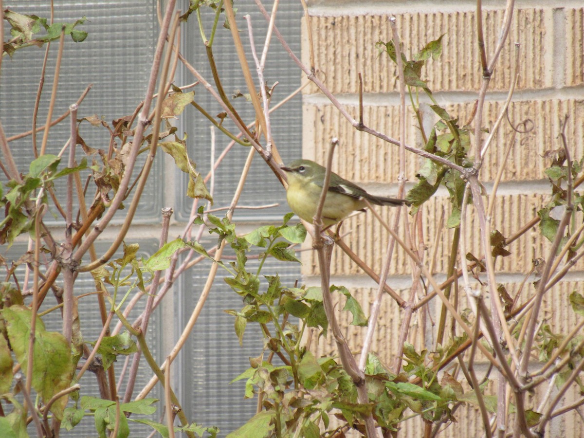 Black-throated Blue Warbler - ML644476258