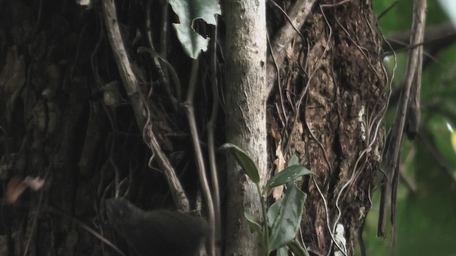 Gray-throated Babbler - ML644476259