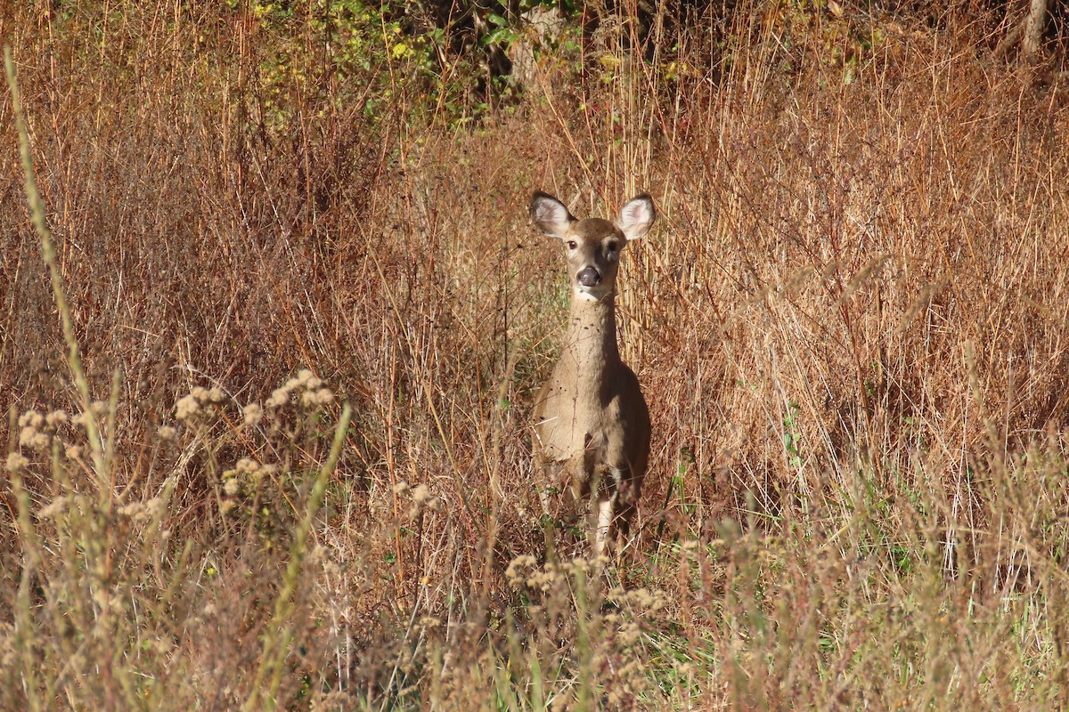 White-tailed Deer - ML644476261