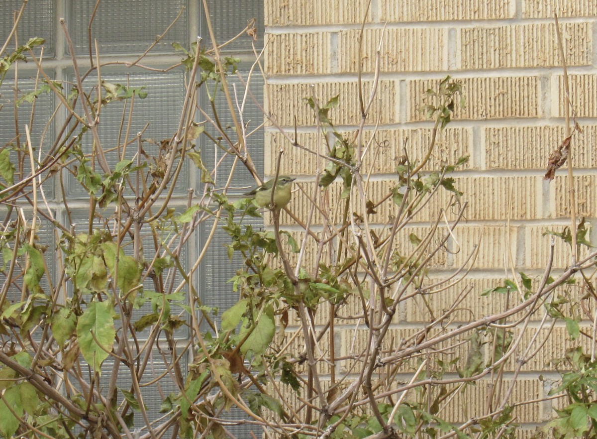 Black-throated Blue Warbler - ML644476265