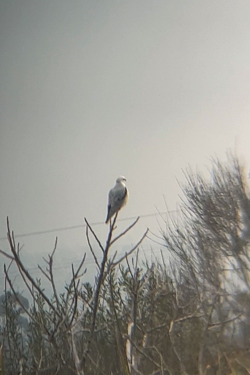 hvitstjertglente - ML644476268