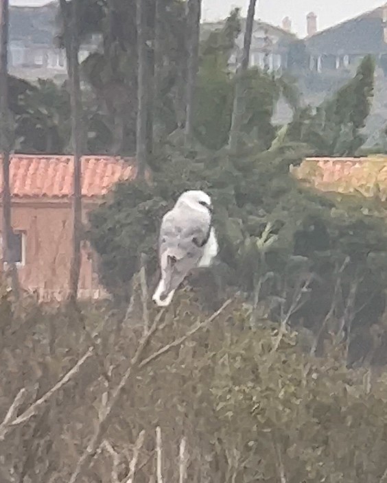 hvitstjertglente - ML644476270