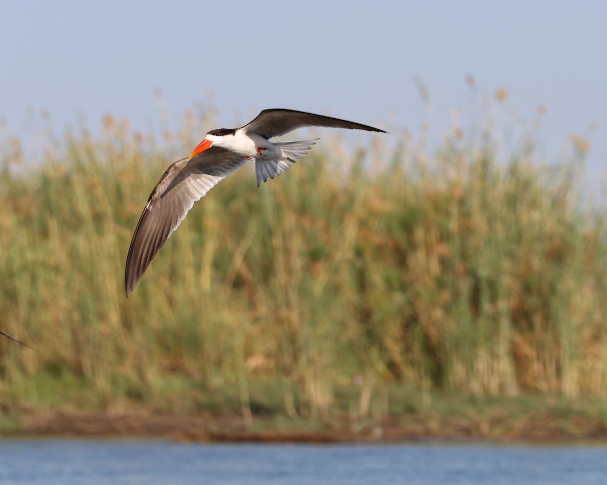 African Skimmer - ML644476271