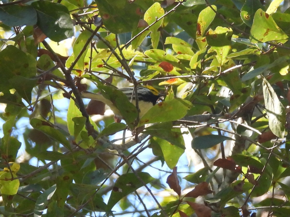 lesňáček proužkoboký - ML644476272