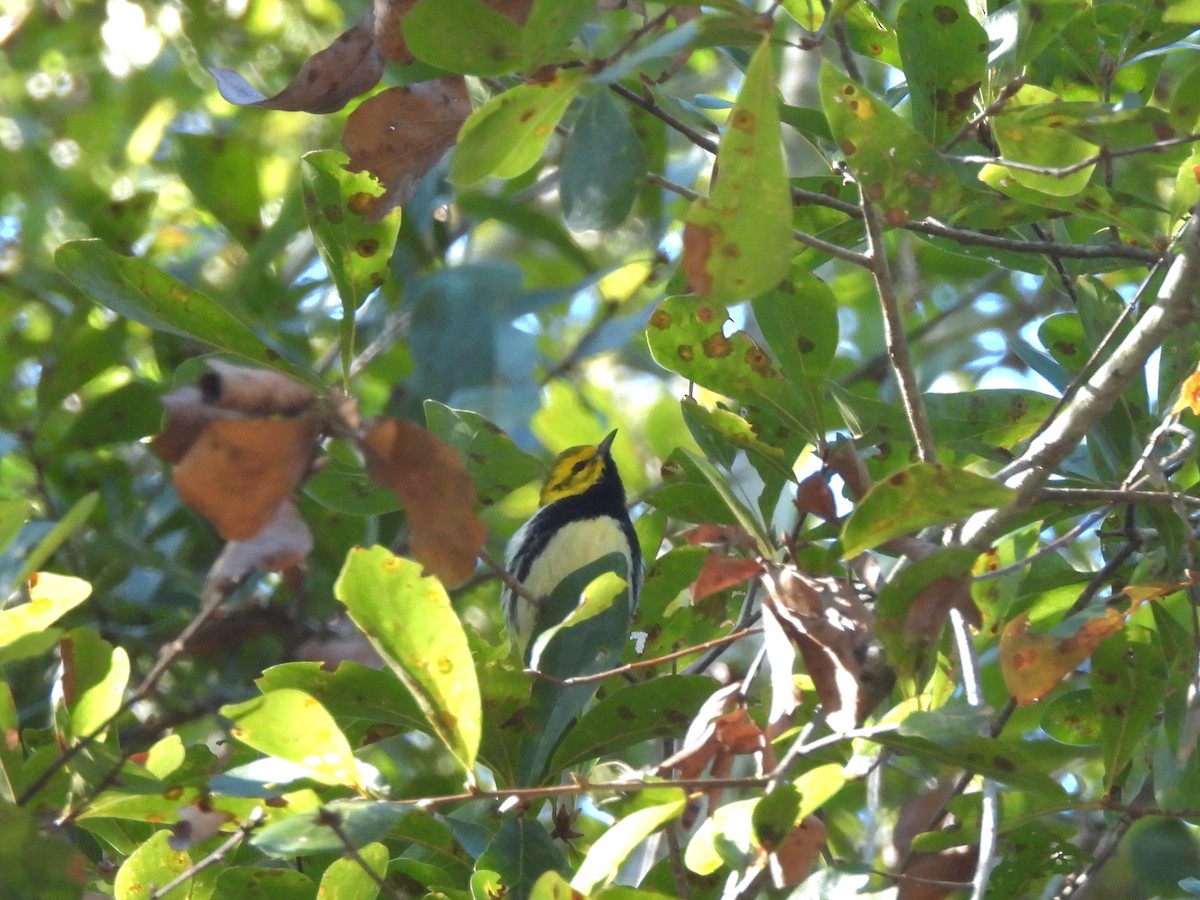 lesňáček proužkoboký - ML644476273