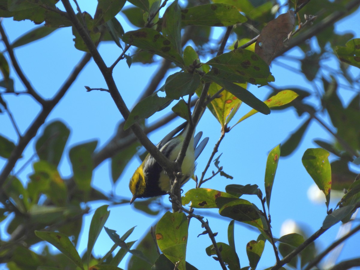 lesňáček proužkoboký - ML644476274