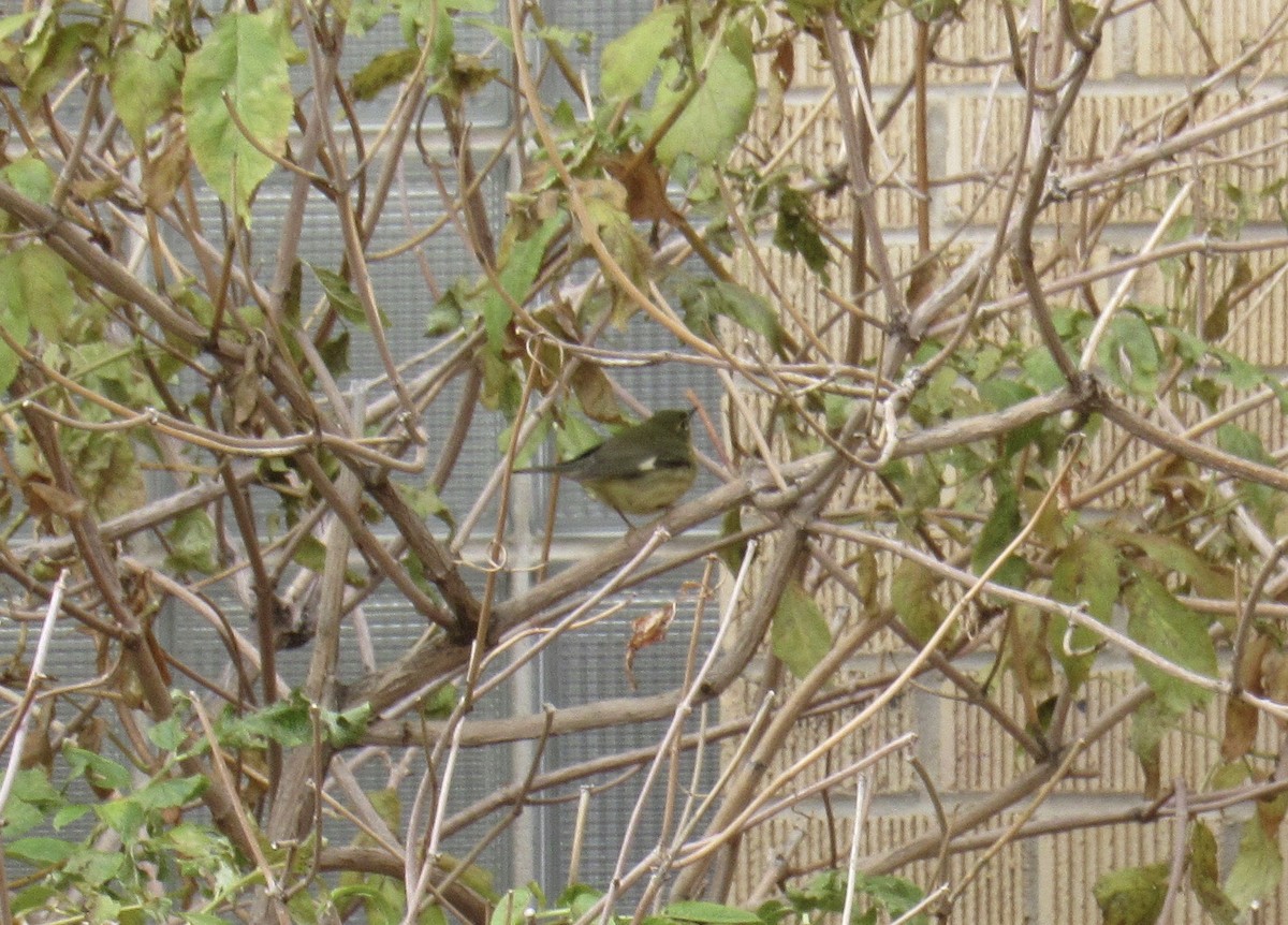 Black-throated Blue Warbler - ML644476275