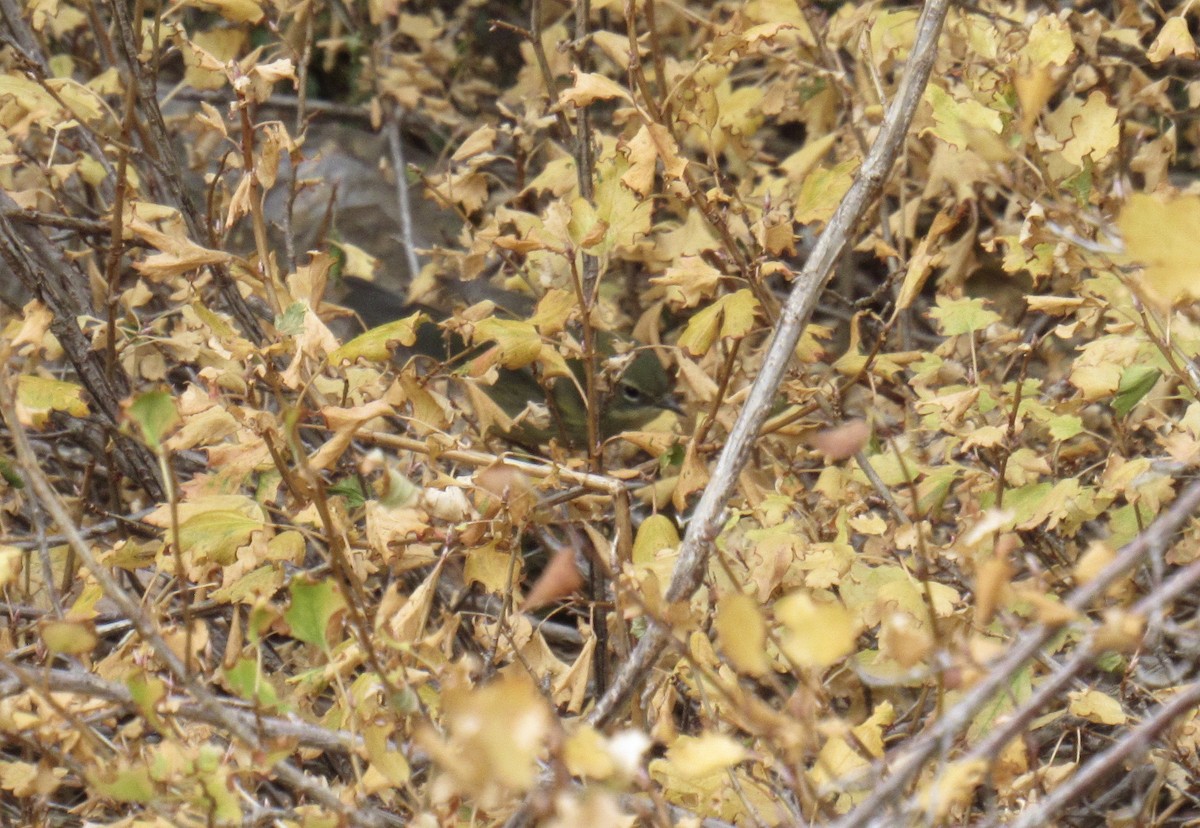 Black-throated Blue Warbler - ML644476276