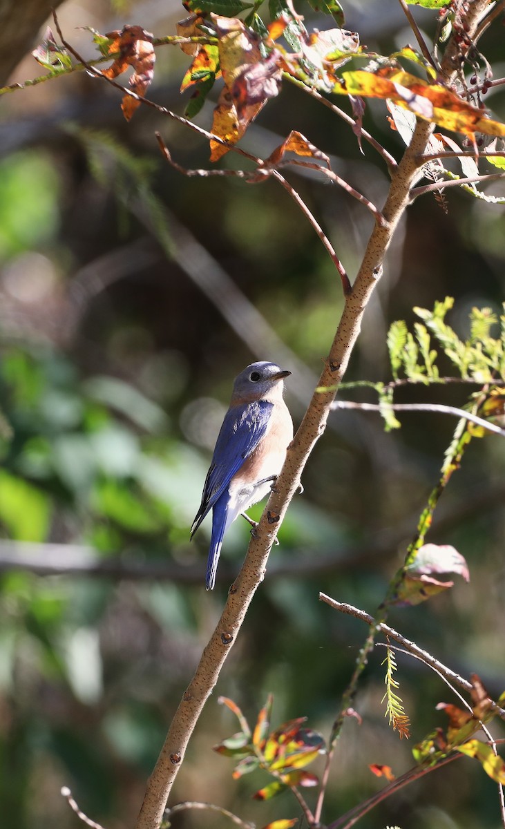 Eastern Bluebird - ML644476280