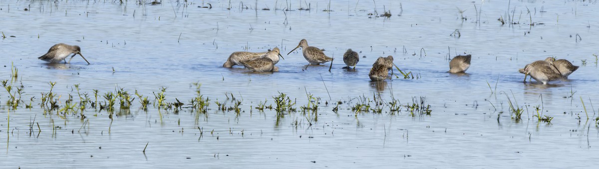 Хараалжин цууцил - ML644476294