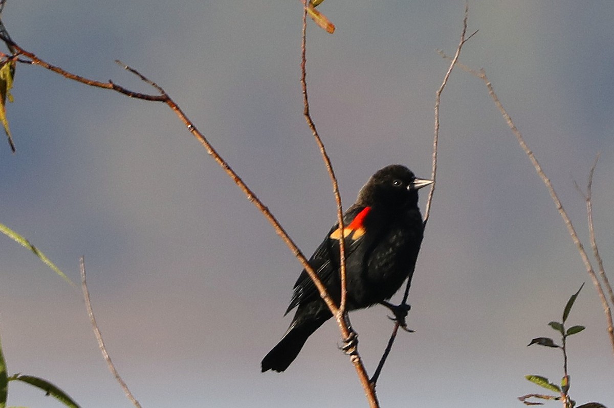 Red-winged Blackbird - ML644476301