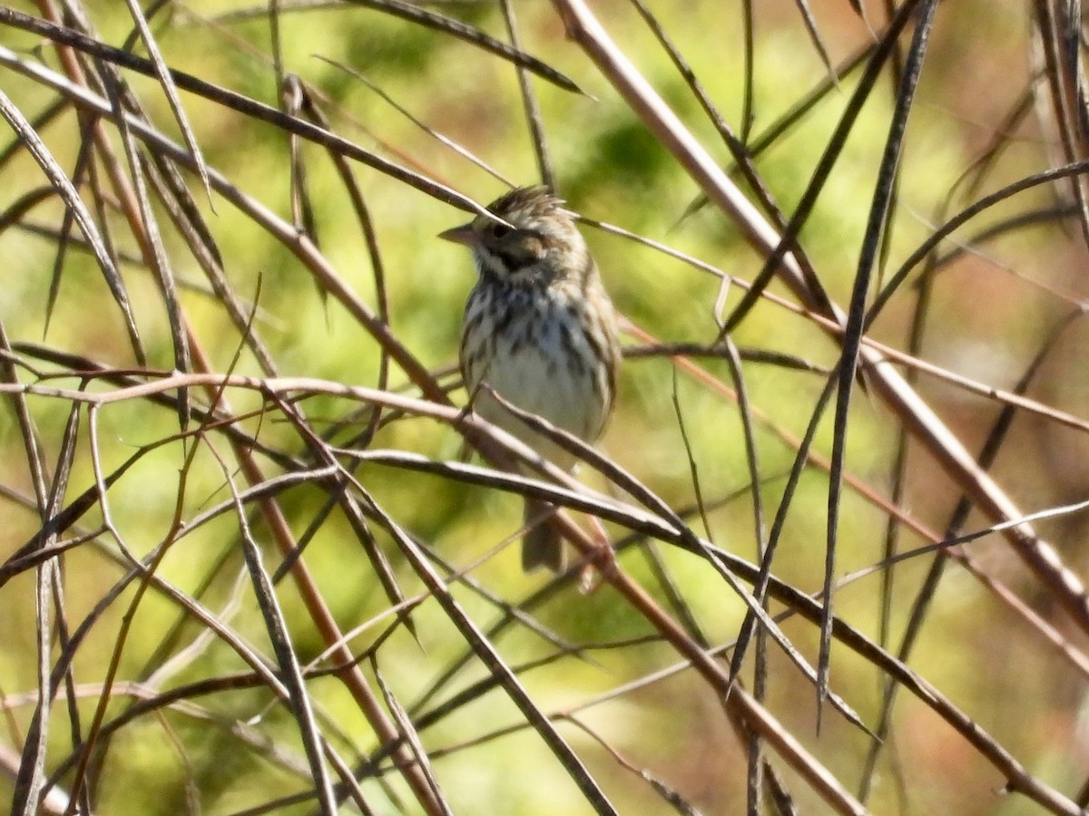 Savannah Sparrow - ML644476305