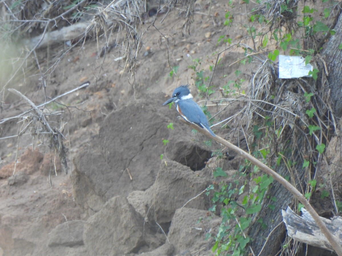 Belted Kingfisher - ML644476307