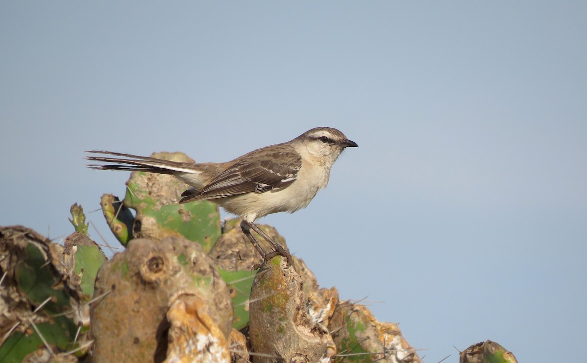 マミジロマネシツグミ - ML644476311