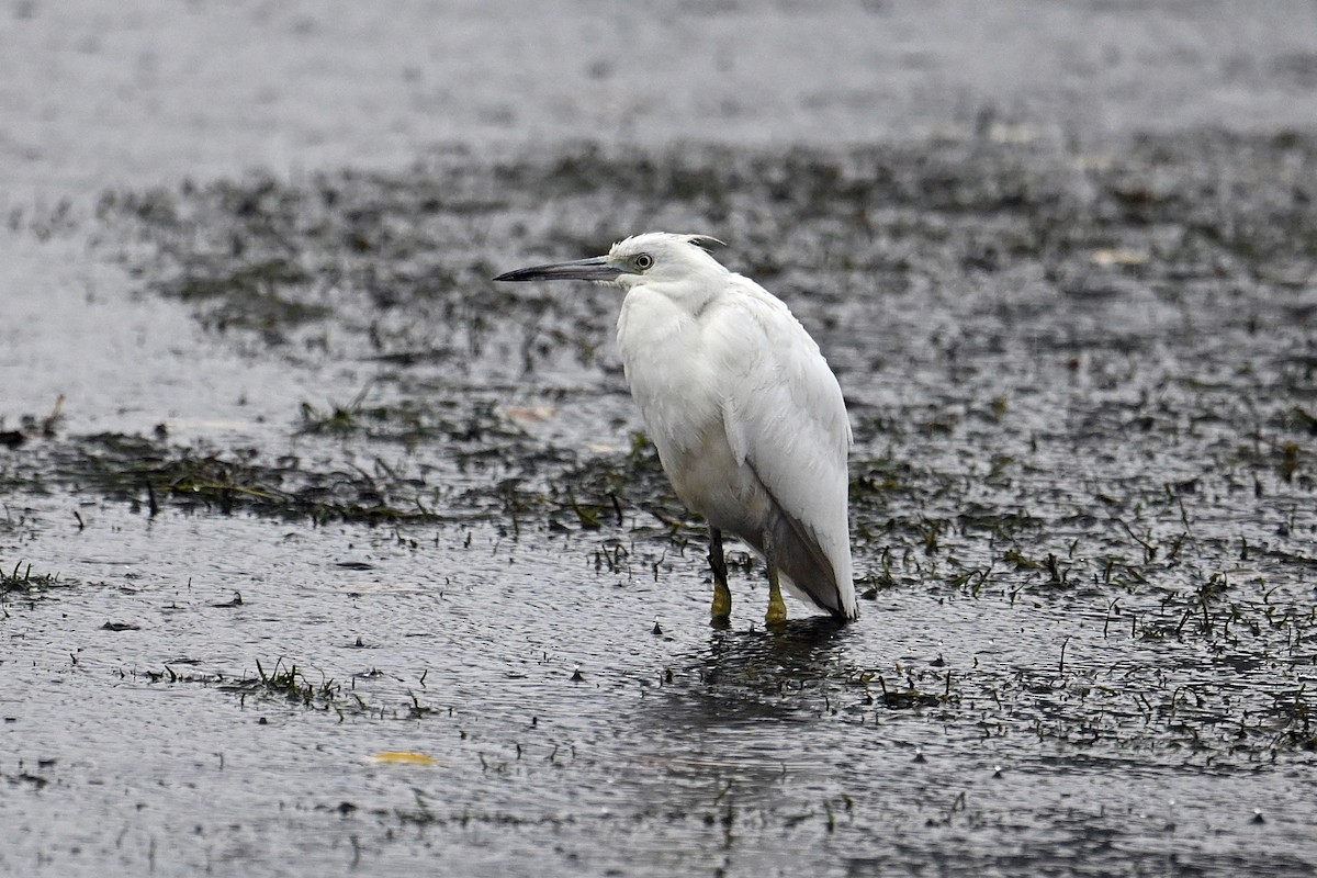 Little Blue Heron - ML644476318