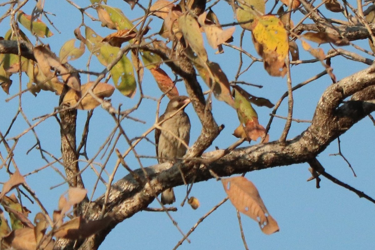 honninglos - ML644476319