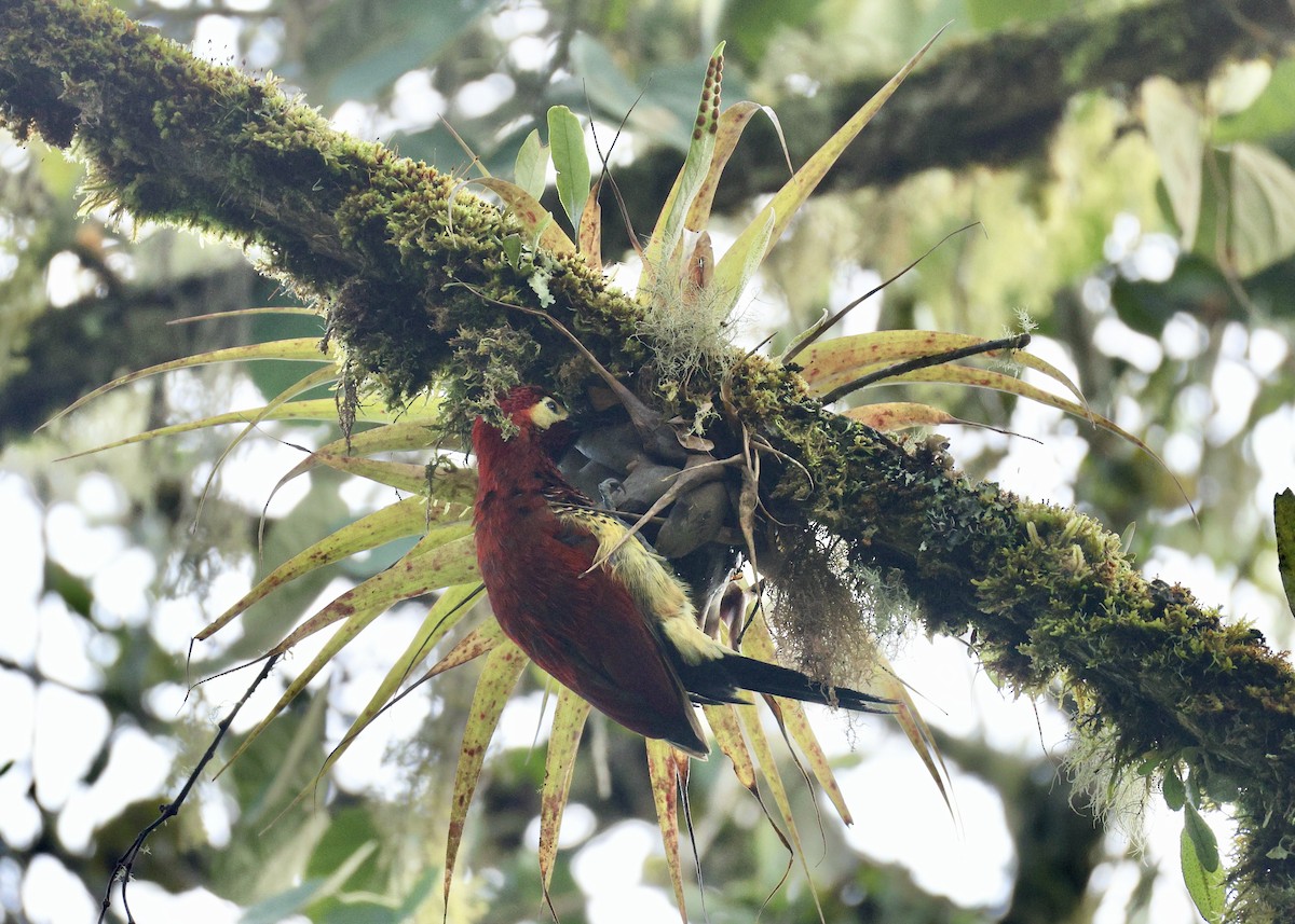 Дятел-смугань червонокрилий - ML644476334