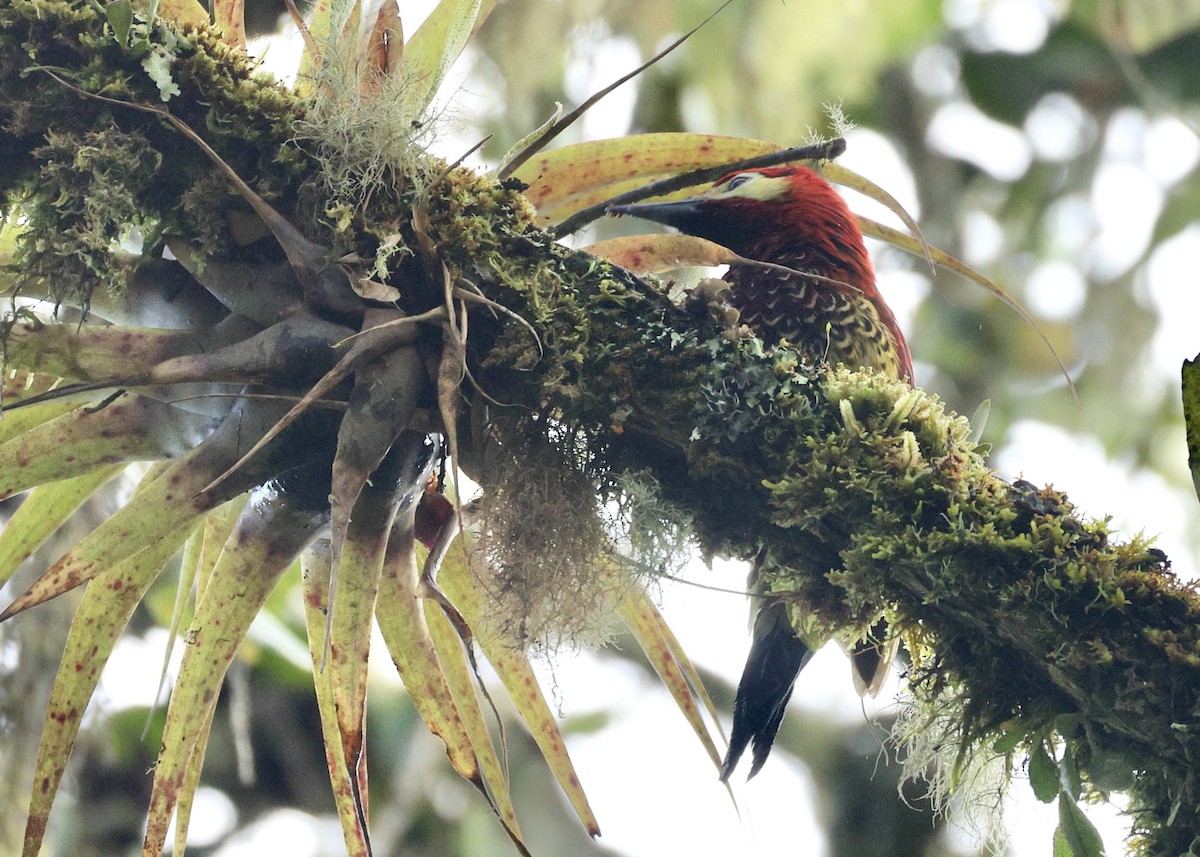 Дятел-смугань червонокрилий - ML644476342