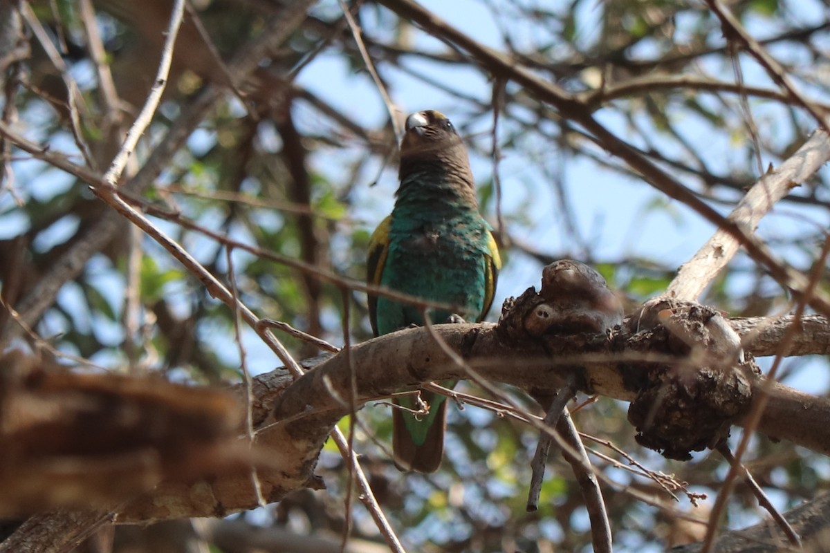 Meyer's Parrot - ML644476345