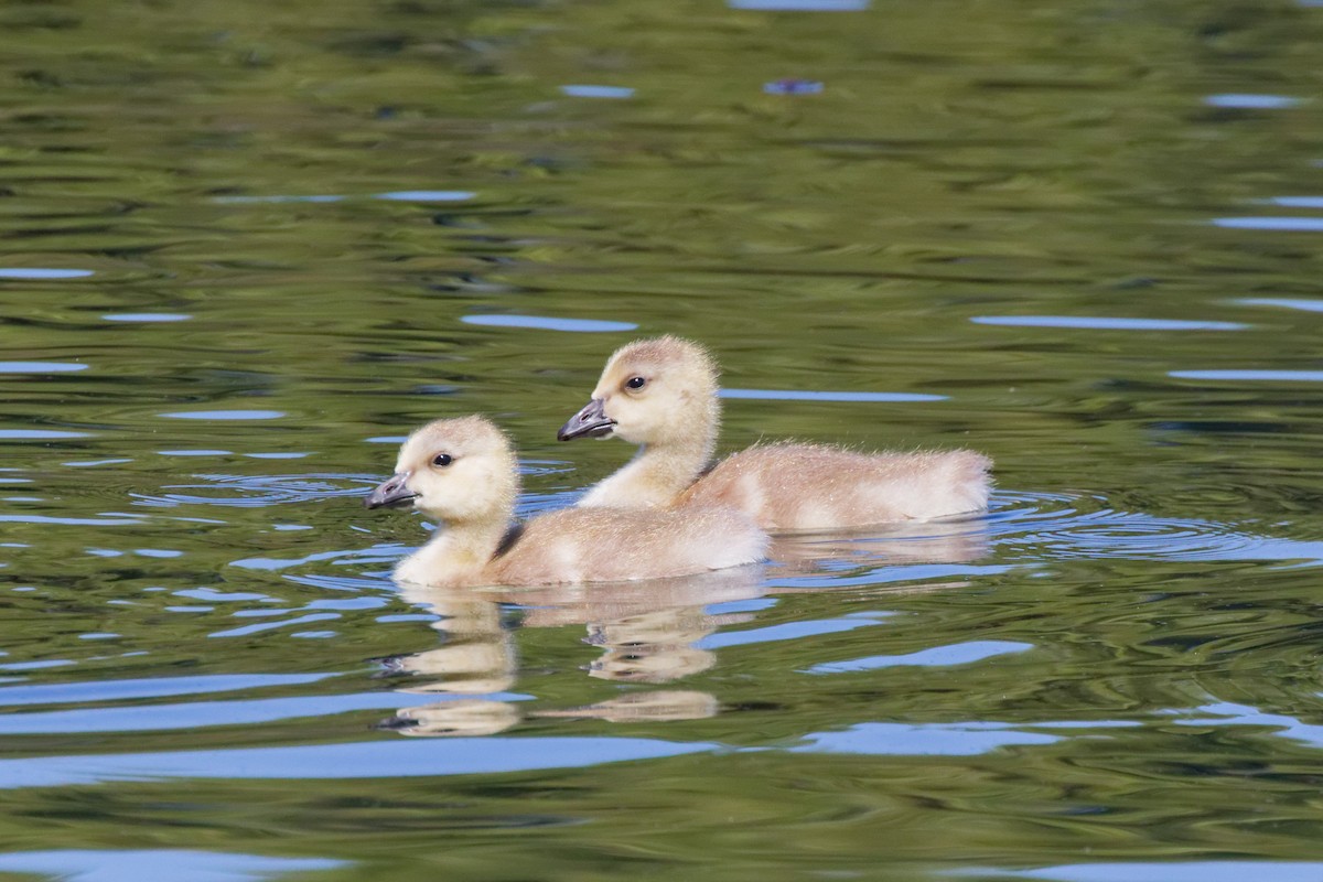 Canada Goose - ML644476360