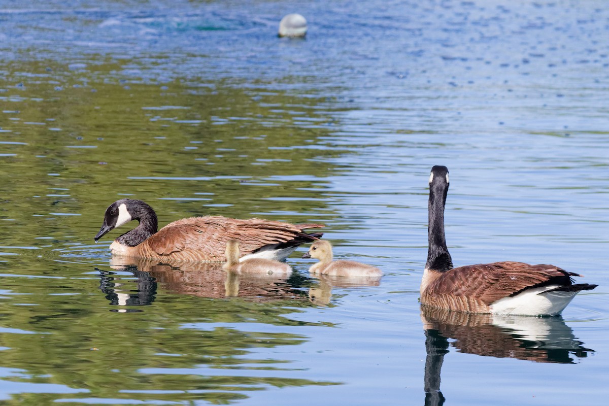 Canada Goose - ML644476361