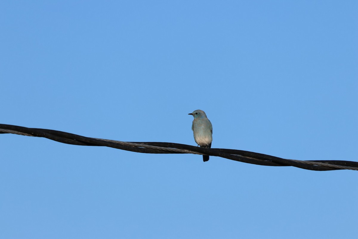 Merlebleu azuré - ML644476362