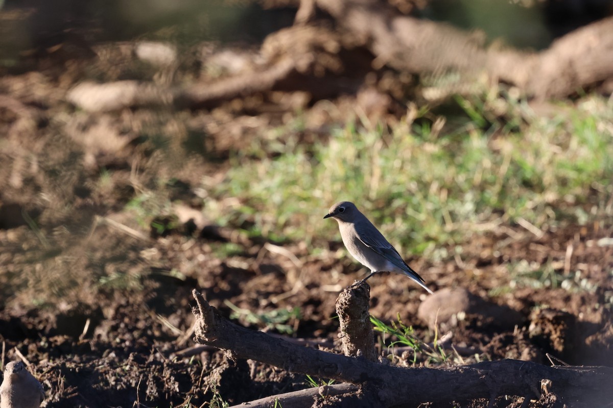 Merlebleu azuré - ML644476363