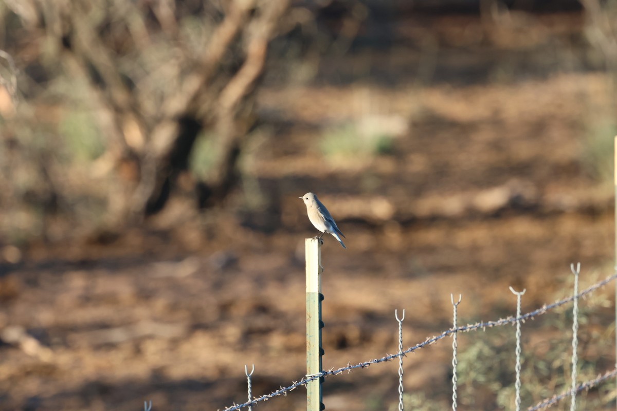 Merlebleu azuré - ML644476364
