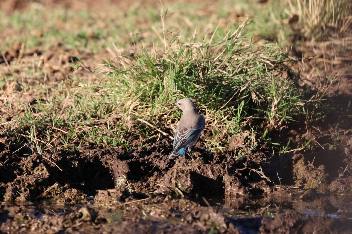 Merlebleu azuré - ML644476365