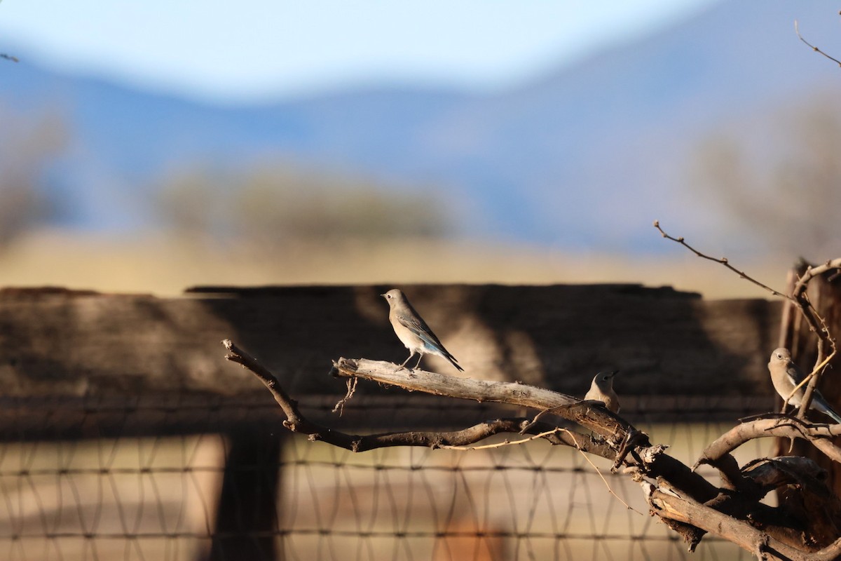 Merlebleu azuré - ML644476366