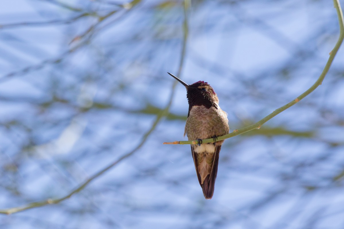Anna's Hummingbird - ML644476379