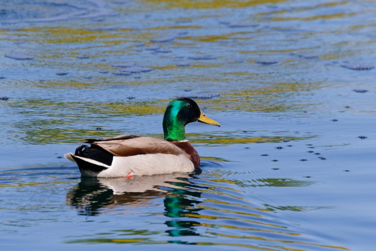 Canard colvert - ML644476397