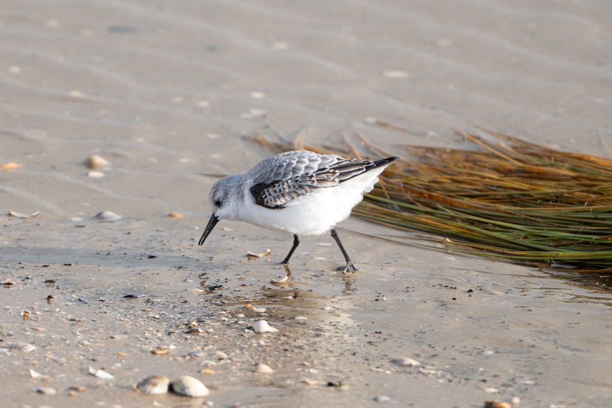 Гурвалж элсэг - ML644476399