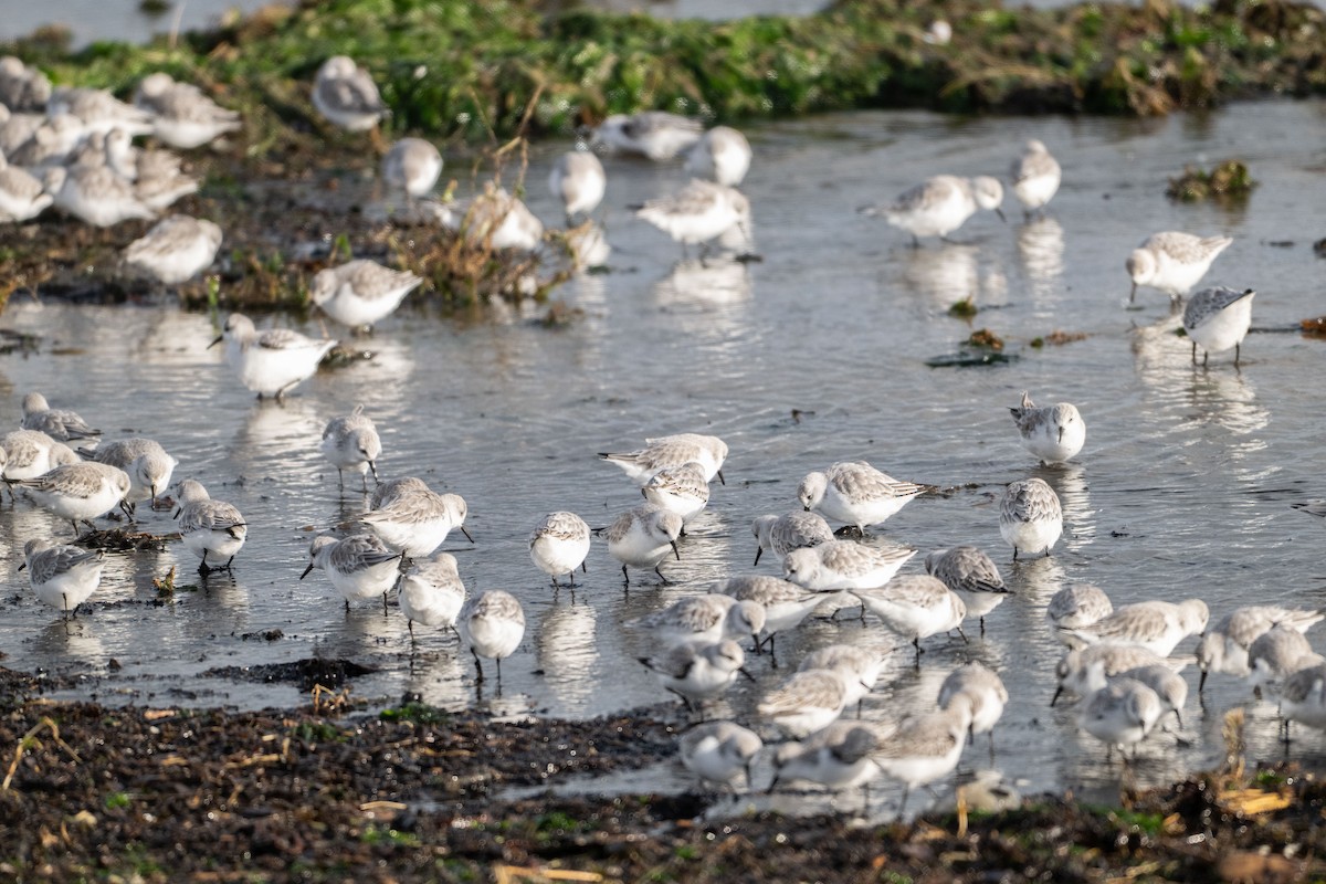 Гурвалж элсэг - ML644476400