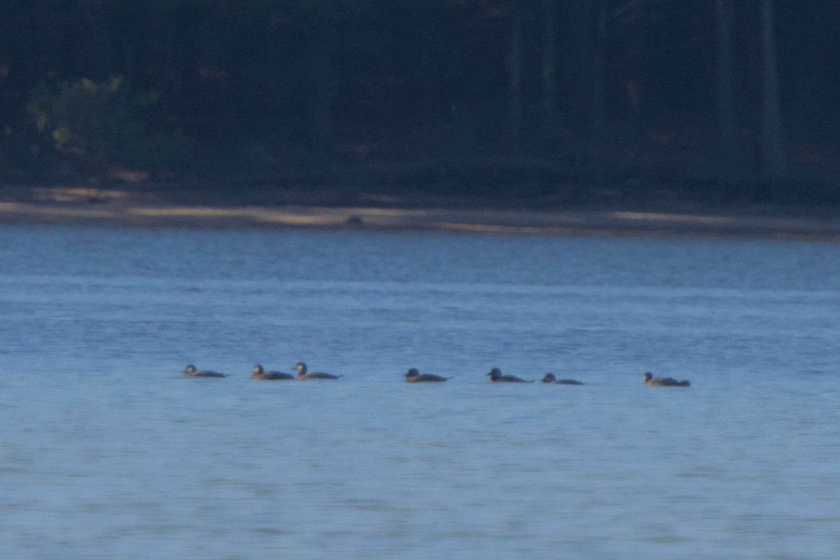 Black Scoter - ML644476403