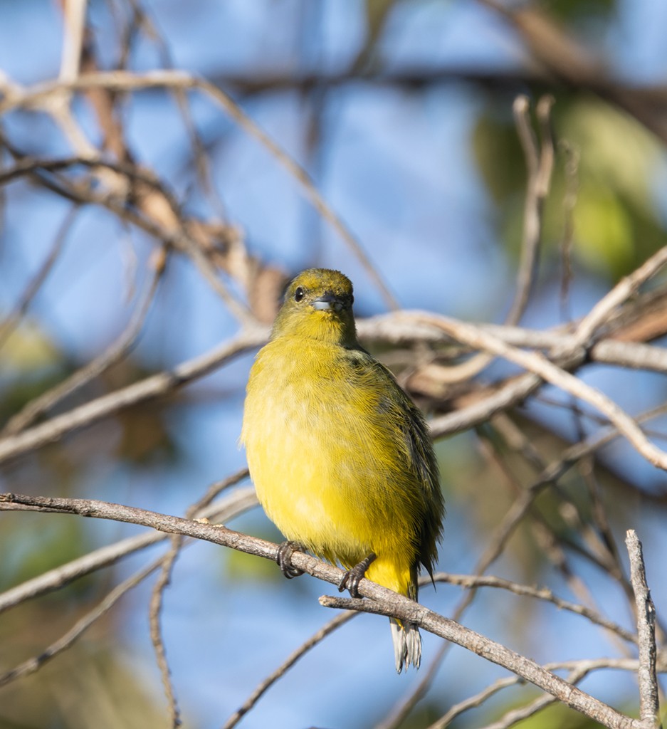 kratteufonia - ML644476413