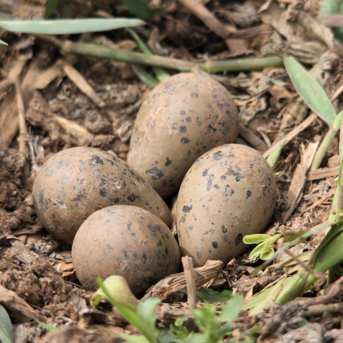 Schwarznacken-Stelzenläufer - ML644476438