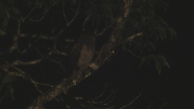 Brown Wood-Owl (Brown) - ML644476439